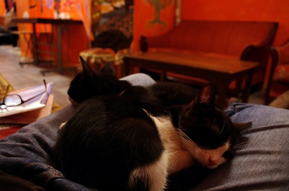 stray-cat-hostel-istanbul