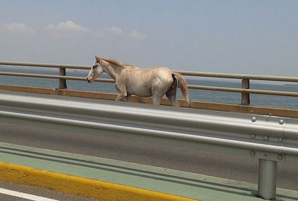 caballo Maracaibo