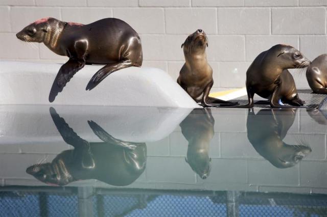 Crías de león marino que sufren malnutrición y deshidratación se recuperan en el Centro para Mamíferos Marinos en la ciudad de Sausalito, en el área de la Bahía de San Francisco, California (EE.UU.), el 7 de abril de 2015. Desde enero de 2015, cada vez se encuentran más leones marinos varados en la costa norte de California, la mayoría de ellos crías, de acuerdo con la Administración Nacional Oceánica y Atmosférica (NOAA, en sus siglas en inglés). EFE/Peter Dasilva