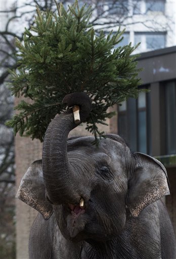 Elefantes se dan un festín con árboles de Navidad