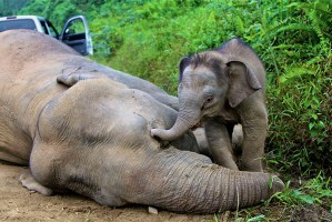 Mueren diez elefantes pigmeo (Fotos)