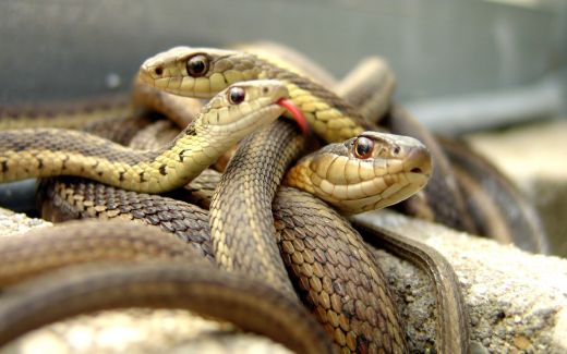 Lo que hizo una pareja en Georgia luego de encontrar 18 serpientes debajo de su cama