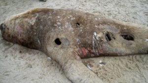 Lobos marinos hallados muertos en Perú fueron envenenados