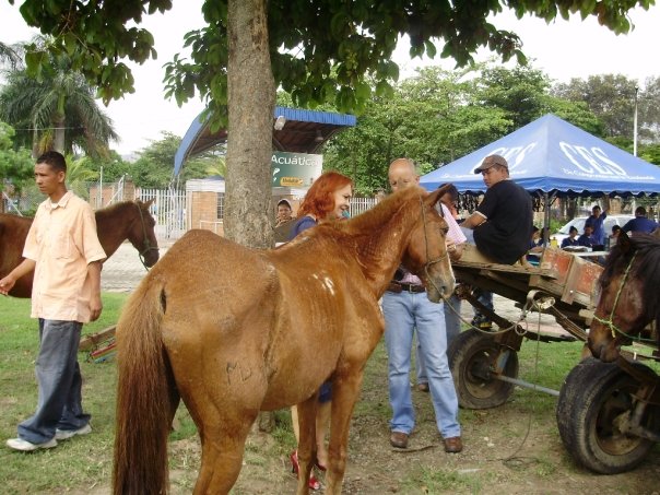 Los que más han sufrido por la crisis en España son los caballos