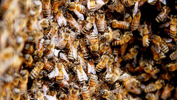 Crean gel vaginal con veneno de abejas que destruye el VIH