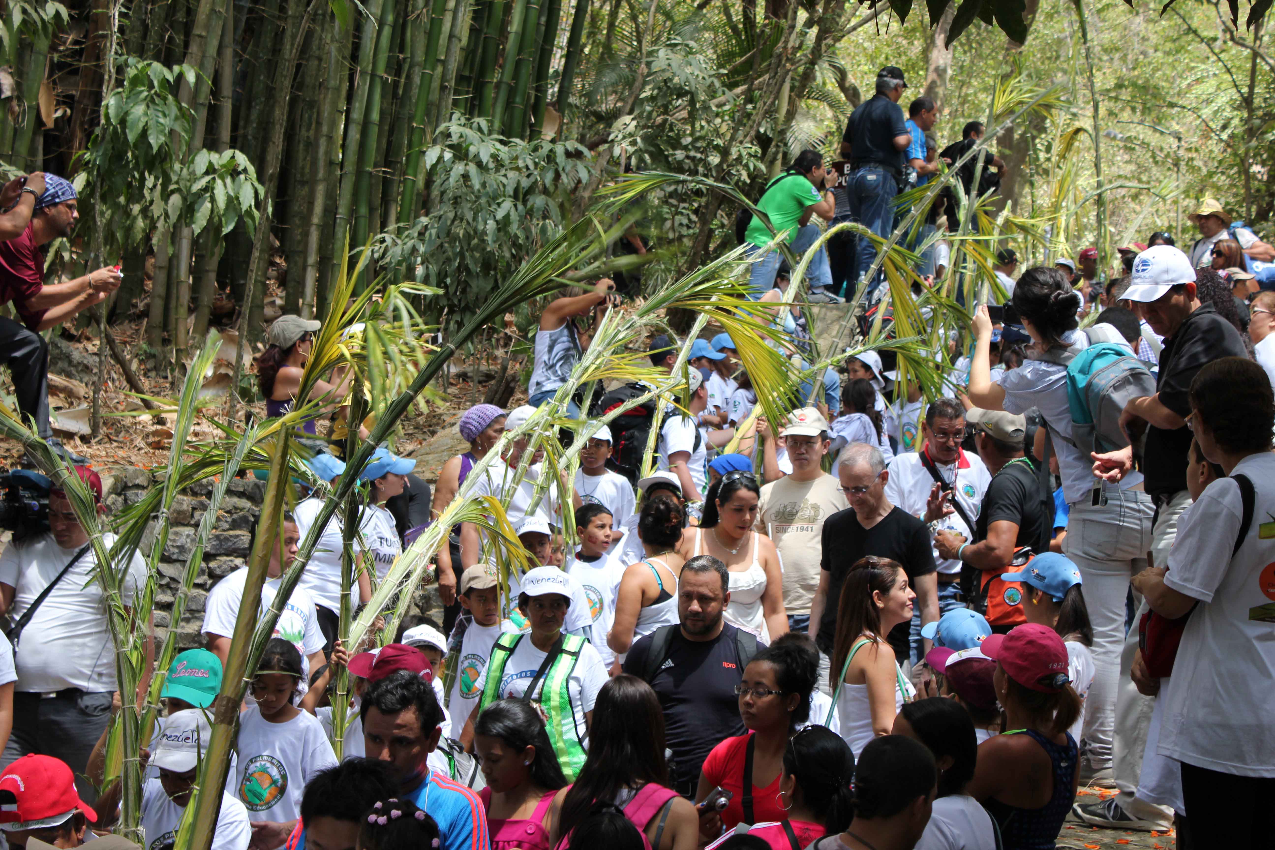 Palmeros de Chacao con miras a ser Patrimonio de la Humanidad