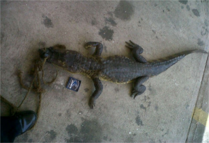 #SoloEnMaracaibo Destapan una alcantarilla y sale un caimán (Fotos)