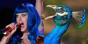 Si los famosos fueran aves (Fotos)