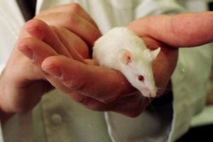 Científicos restauraron la visión en ratones con tratamiento antiedad