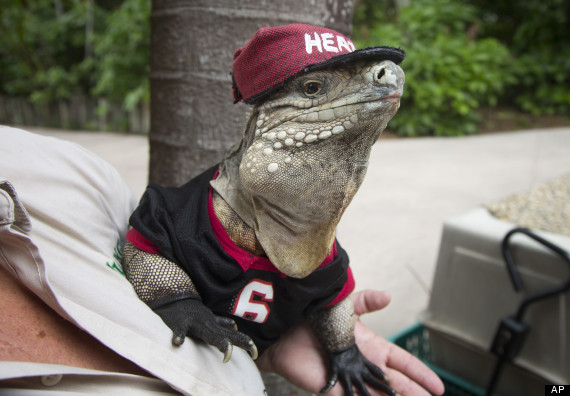 Iguana posa a lo LeBron James (FOTO)
