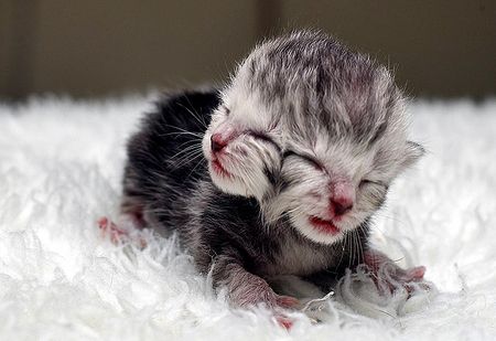 Un gatito de dos caras enamora a una familia