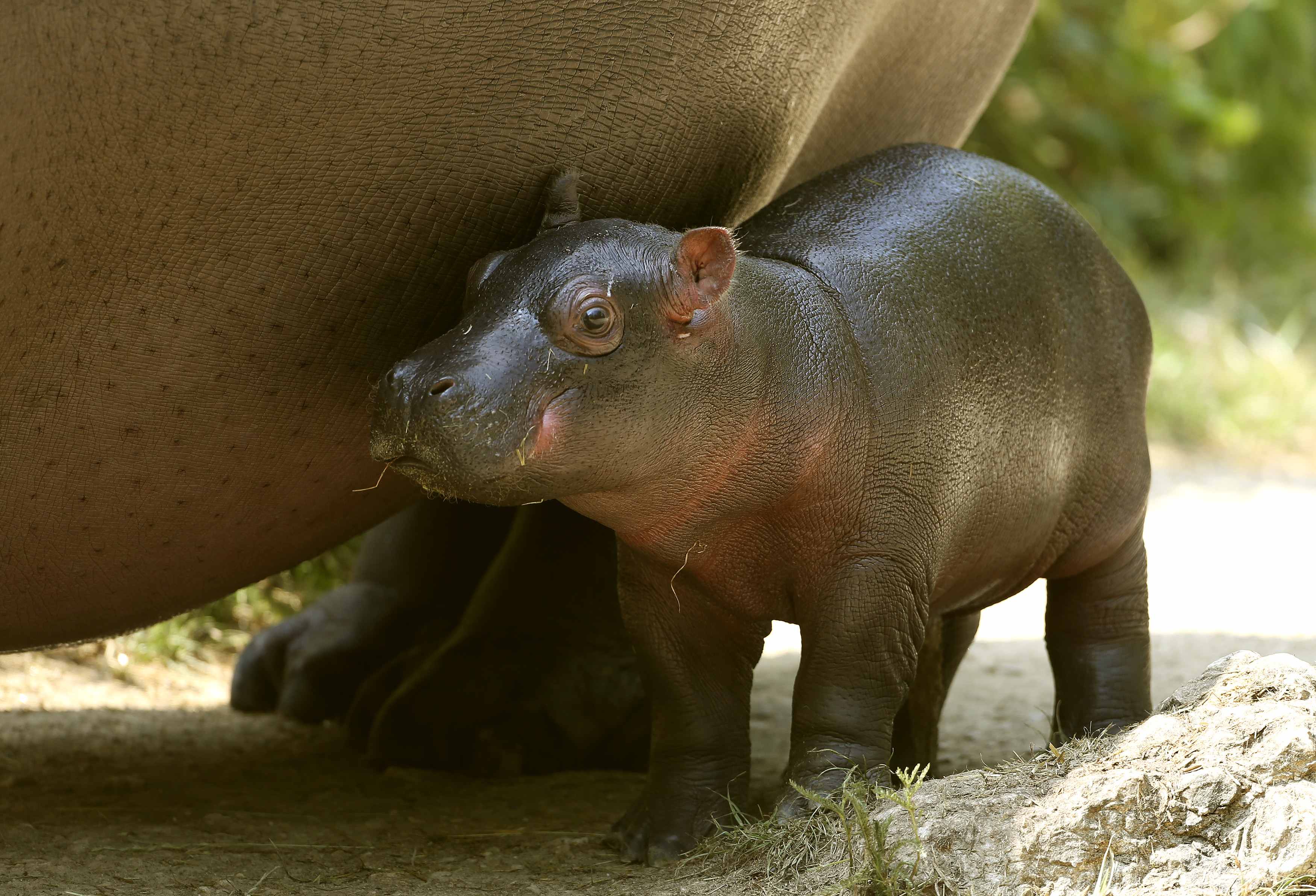 La ternura de un hipopótamo de dos días de nacido (Fotos)
