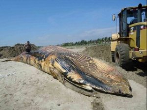 Una ballena muerta lleva un día varada en playa del norte de Perú (Foto)