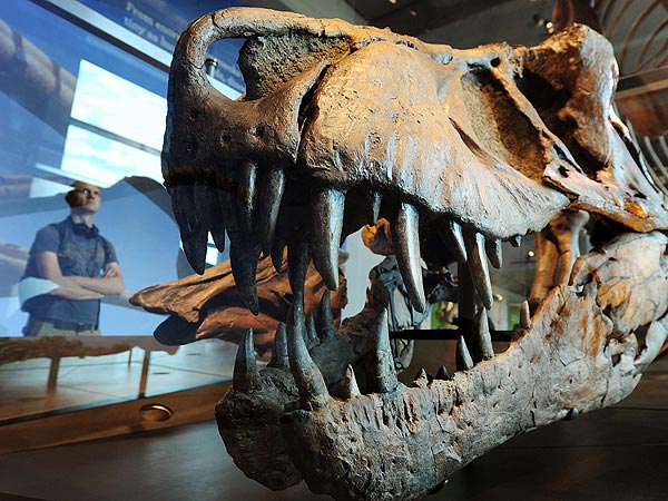 Los dientes de los dinosaurios herbívoros se renovaban cada mes