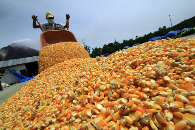 Suspenden guías de movilización para transportar maíz y arroz