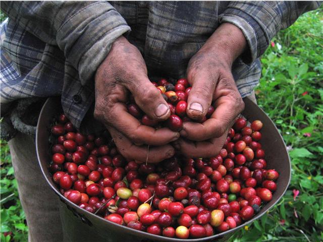 Estiman que producción del café cayó más del 50% durante el 2014