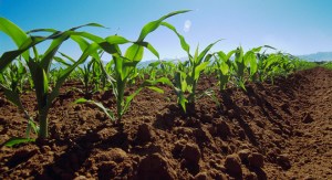 Estado Mayor Agrícola evalúa condiciones para asegurar producción de alimentos en el país