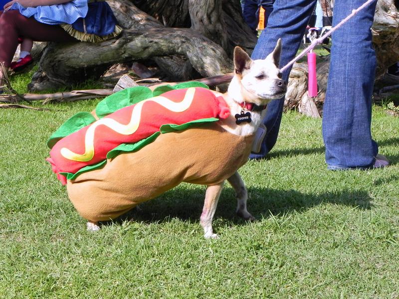 Disfraces de Halloween para mascotas (Fotos)