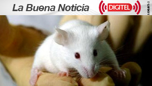 Logran silenciar un gen del glioblastoma en ratones