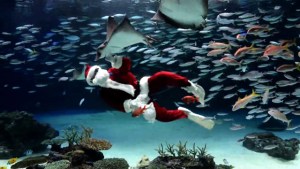 Navidad bajo el agua (Video)