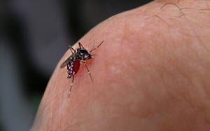 Científicos advierten sobre riesgo de dengue durante el Mundial de Brasil