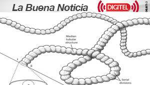 Descubren un organismo “diferente” a todos los demás