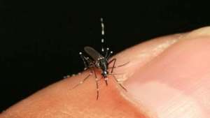 Hatillo Salud despeja dudas sobre el chikungunya en Encuentro Digital con vecinos