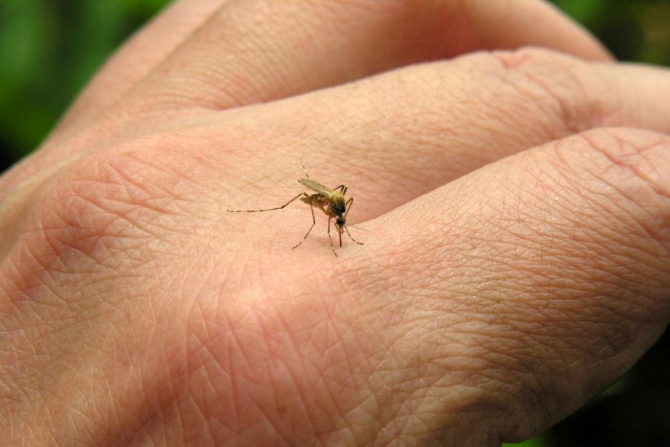 Puerto Rico supera el centenar de casos de Chikungunya