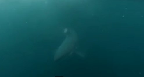 Hombre contra tiburón: ¿Quién ganará? (Video en primera persona)