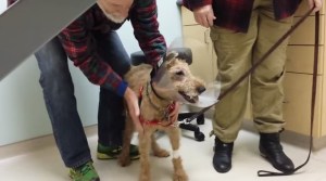¡Conmovedor! Este perrito vuelve a ver después de estar sin visión por meses (Video)