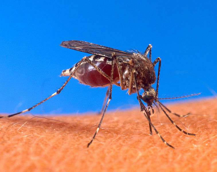 Salud Miranda alerta ante reporte de tres casos de Chikungunya en la entidad