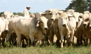 Descartan alarma de afectación de ganado por sequía