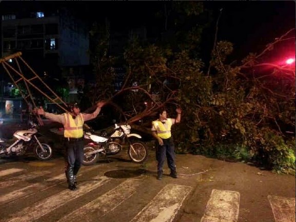 Árbol se cayó en Los Palos Grandes y causó cortocircuito este domingo (Foto)