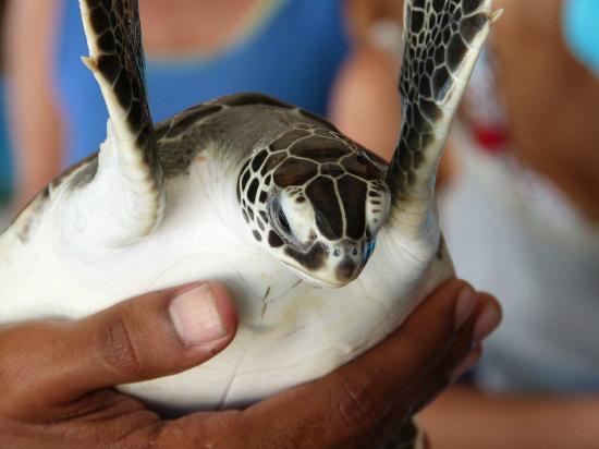 Ambientalistas exigen que Fundación Científica Los Roques no sea desalojada