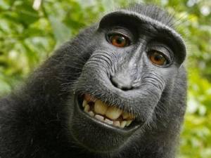 La “selfie” de un macaco que desató un lío judicial en Wikipedia