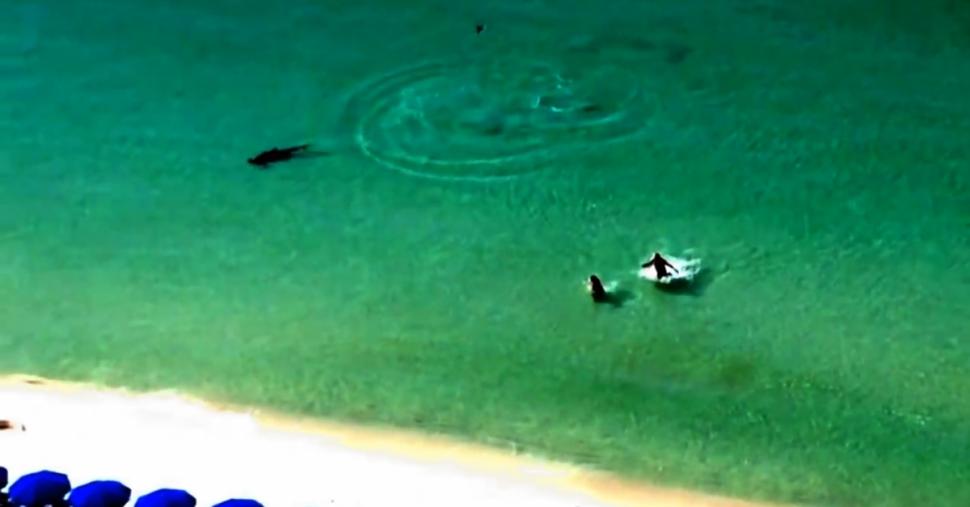 ¡Salgan del agua!, le gritan a dos bañistas que podían ser atacados por un tiburón (Video)