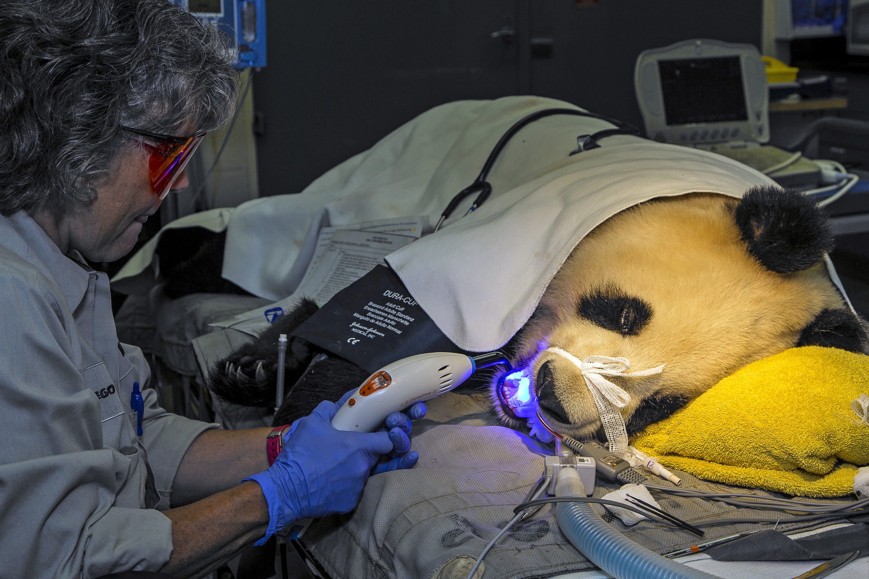 La panda gigante que va al dentista (Foto)