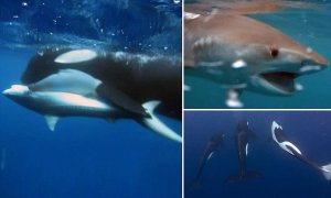 El momento en que tres ballenas asesinas atacan a un tiburón (Video)