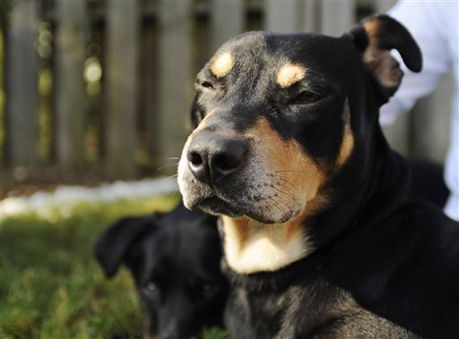 Perro llamado “Lázaro” sobrevive a inyección letal (Fotos)