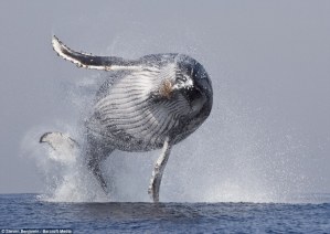 El majestuoso momento en que una ballena jorobada VUELA fuera del océano (FOTOS)