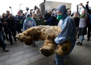 Exhiben en Moscú cadáver preservado de mamut