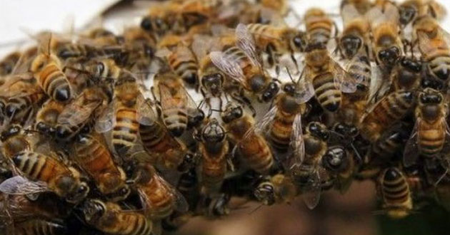 Nunca antes visto… Graban el comportamiento de las abejas dentro de una colmena (VIDEO)