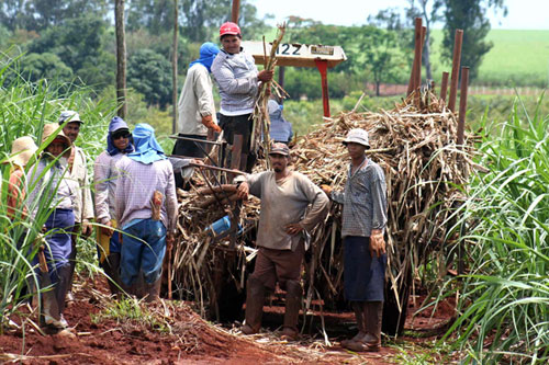 Desde el 2005, producción de caña de azúcar ha caído 33,7%