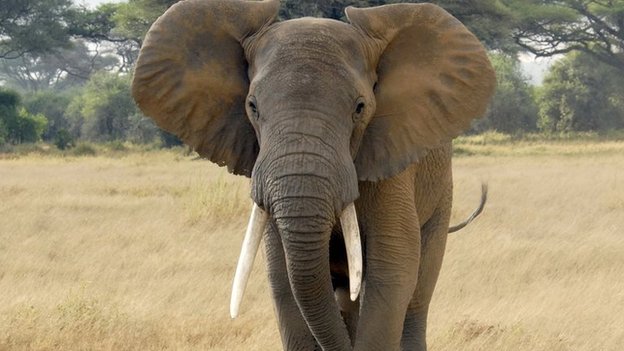 Cazadores furtivos matan al menos 19 elefantes en Mali