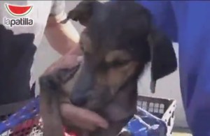El maravilloso rescate de un perrito abandonado (video)