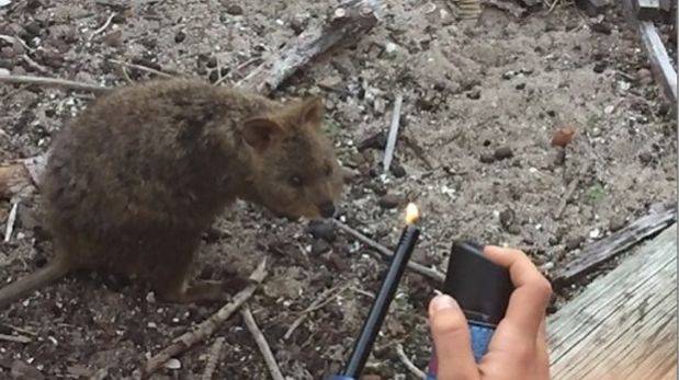 ¡Terrible! Le prenden fuego a un quokka (Video)