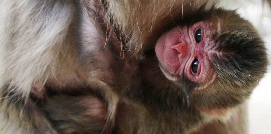 Zoológico japonés se disculpa por llamar Carlota a un bebé mono