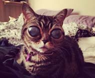 Conoce a la gata “extraterrestre” de ojos gigantes (Fotos)