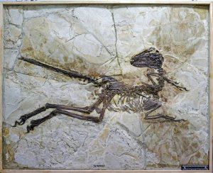 ¿Se imaginan un velociraptor con plumas? Descubren fósil de un pariente emplumado