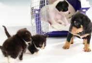 ¡Momento cuchi del día! Estos perritos y gaticos se ven por primera vez (Muere de amor)